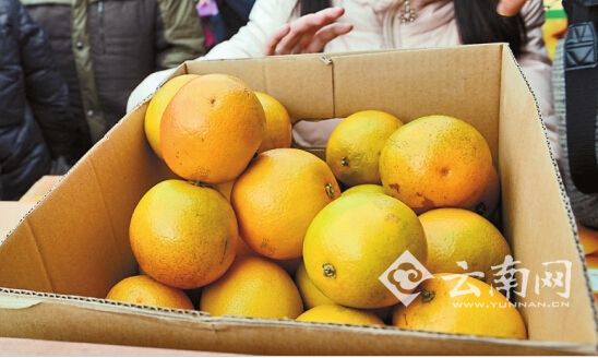 昆明出现外省回流褚橙 一箱60元全是冒牌货