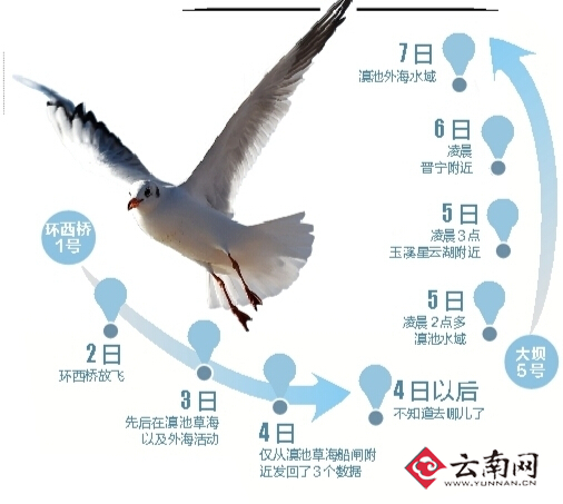 GPS追踪器显示滇池水域是海鸥在昆活动大本营