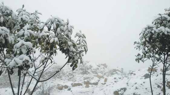 大雪封山 昆明轿子山景区暂时关闭（图）