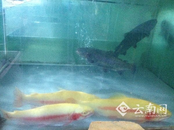 昆明开启“严寒模式” 海鲜价格未受天气影响 部分蔬菜涨价