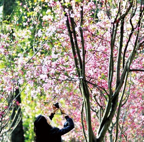 赏花看灯观海鸥 昆明元旦10大公园玩场多