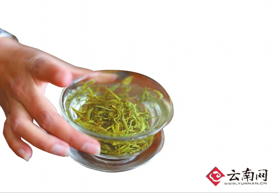 云南春茶开摘 大量客商到普洱收购绿茶