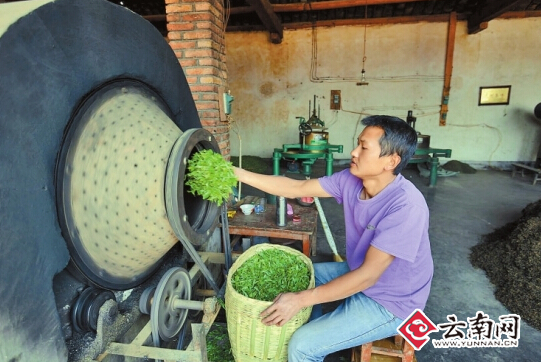 云南春茶开摘 大量客商到普洱收购绿茶