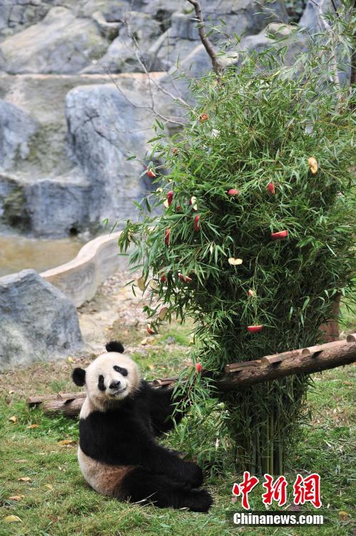 云南动物园大熊猫提前享用“圣诞大餐”