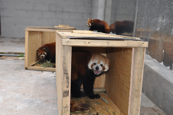 全国最大小熊猫繁育基地落户普洱国家公园