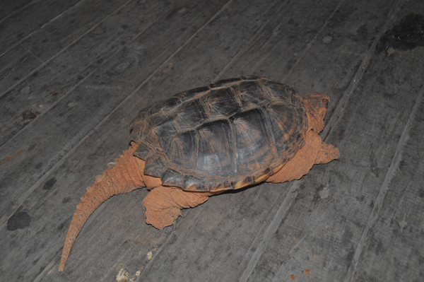 连收7只生态杀手鳄龟 震惊云南野生动物园