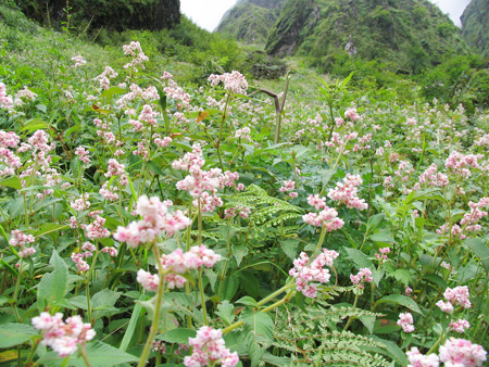 牯牛雄峰依旧山花烂漫