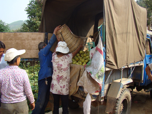 昆明东川“拖布卡鸭梨滞销”追踪