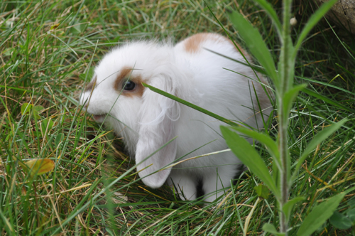 12“月兔”选美 云南野生动物园金秋感恩季8日启幕