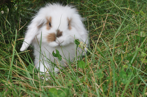 12“月兔”选美 云南野生动物园金秋感恩季8日启幕