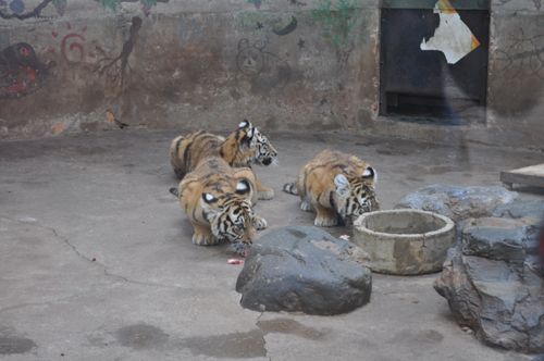 云南野生动物园“金秋感恩季”开始了