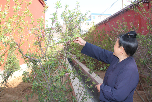 奇!云南东川一桃树一年花开五次