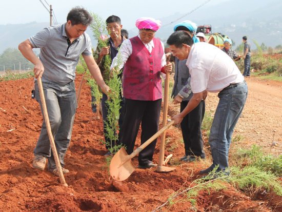 东川50余位乡村老人捐款种树