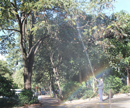 虫粪如雨大树枯枝 昆明东川绿化管理站及时喷药修枝