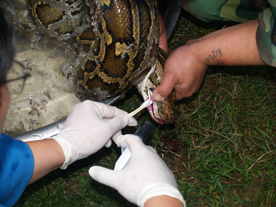 云南野生动物园为收容的蟒蛇，巨蜥检查身体