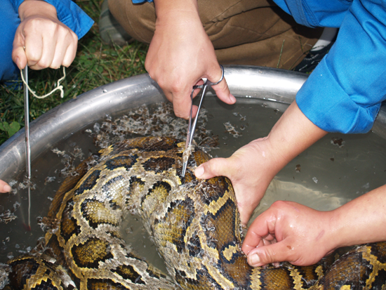 云南野生动物园为收容的蟒蛇，巨蜥检查身体