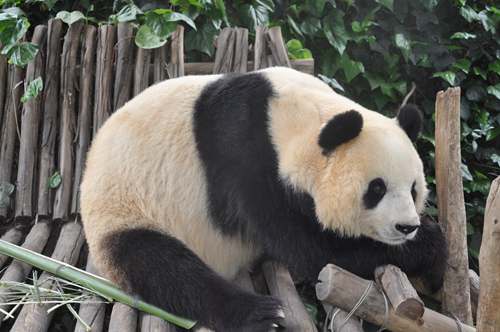 大熊猫思嘉想念美茜 以消极方式度日 市民帮忙出出招
