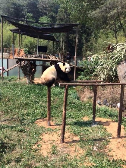 云南野生动物园让情绪低落熊猫看电视解压