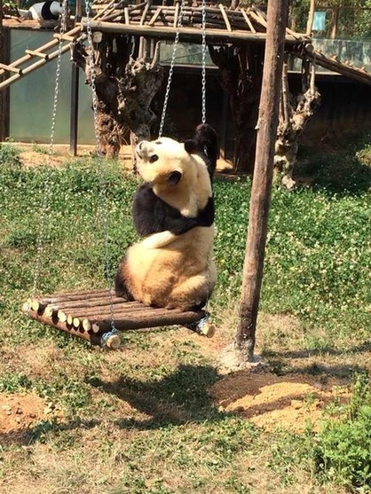 云南野生动物园让情绪低落熊猫看电视解压