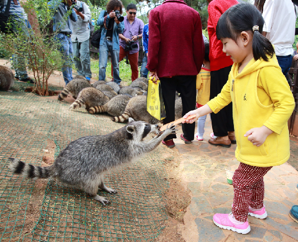 熊猫挑月饼 浣熊抢月饼 野生动物也过中秋节