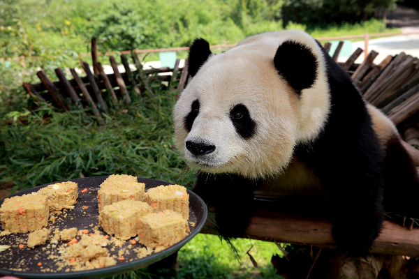 熊猫挑月饼 浣熊抢月饼 野生动物也过中秋节[2