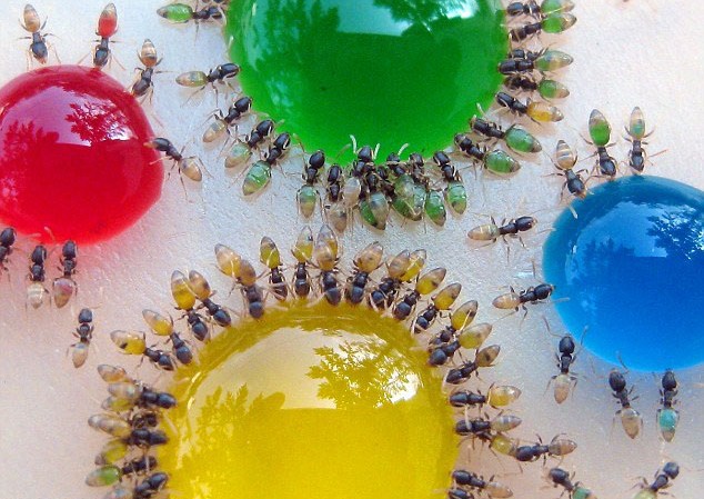 彩色蚂蚁有秘密