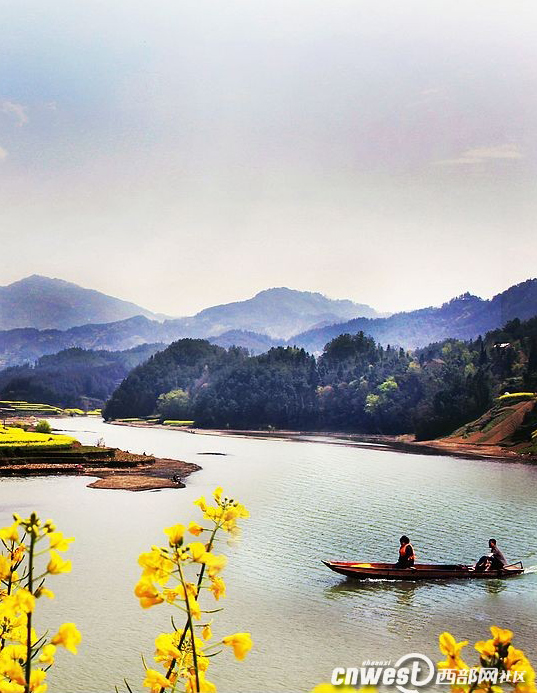 美得像画一样 汉中油菜花季