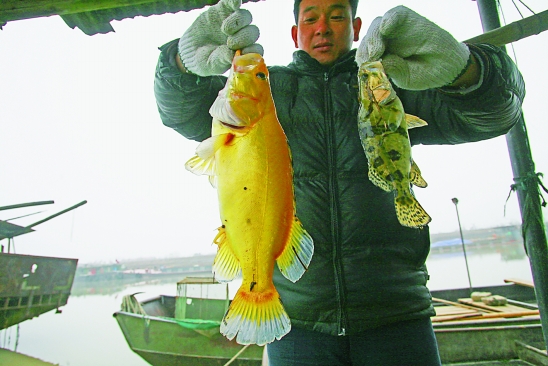太湖游出“黄金鱼”