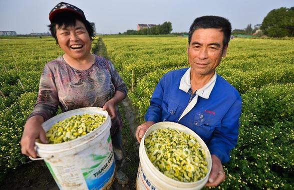 杭白菊之乡：万亩白菊成“致富花”