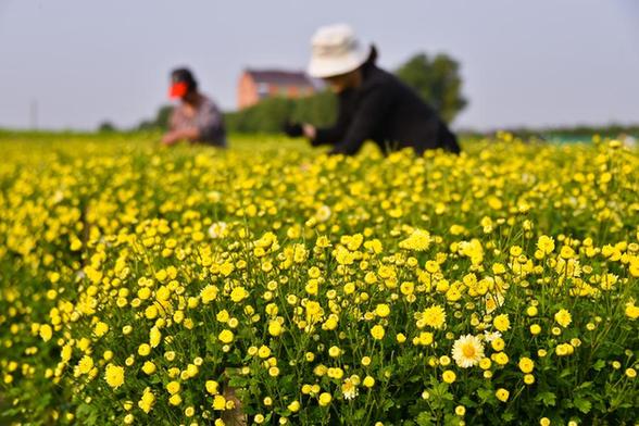 杭白菊之乡：万亩白菊成“致富花”