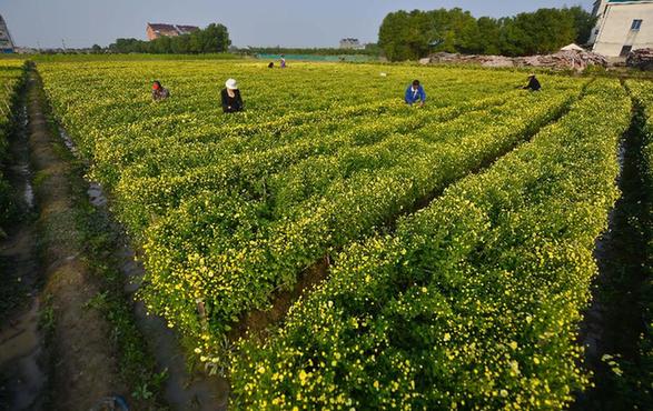 杭白菊之乡：万亩白菊成“致富花”