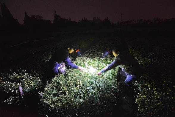 杭白菊之乡：万亩白菊成“致富花”