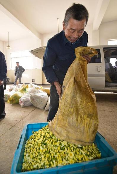 杭白菊之乡：万亩白菊成“致富花”