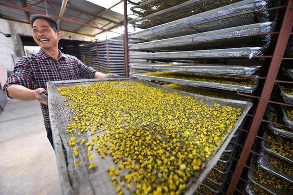 杭白菊之乡：万亩白菊成“致富花”