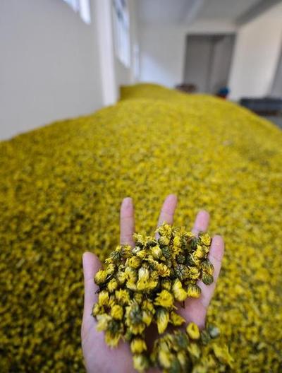 杭白菊之乡：万亩白菊成“致富花”