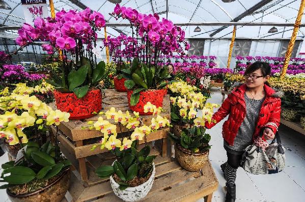 杭州“鲜花超市”万盆鲜花迎新春