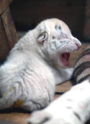 White Tiger Cubs Pics. A snow white tiger cub was