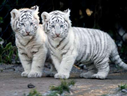 النمر الأبيض White Tiger xin_efe319da77fc4a1f