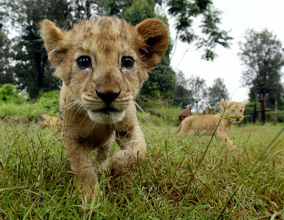 The King of the Jungle needs protection
