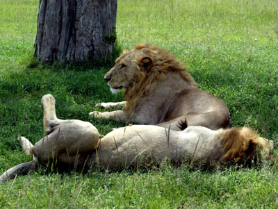 The King of the Jungle needs protection
