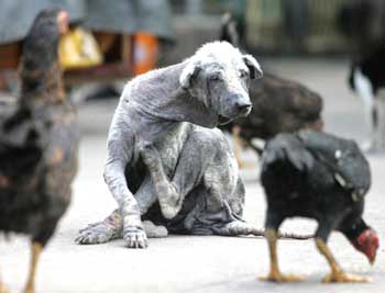 bird flu,dog,thailand