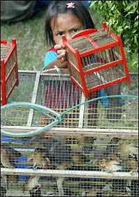 A Thai girl holds a cage while waiting for clients to buy birds at a stall in Bangkok. A 14-year-old girl was confirmed as being the 12th person in Thailand to die this year from bird flu, health officials said