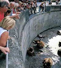 Bern bears get chance of liberty