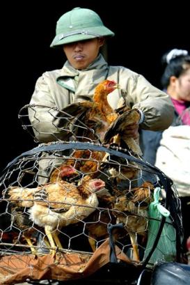 A Vietnamese chicken vendor loads a basket with chickens onto the back of his motorbike at a market in central Hanoi, Vietnam in this Jan. 25, 2004 file photo. Vietnam confirmed on Thursday, Jan. 13, 2005 that an 18-year-old woman from southern Vietnam died of bird flu, the country's fourth death from the virus in two weeks. The woman died Monday, more than a week after slaughtering a chicken. (AP Photo/Richard Vogel, File) 