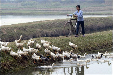 A Vietnamese duck farm. An 18-year-old woman has died of bird flu in Vietnam, taking the death toll from the disease in the nation to six in the past three weeks, the ministry of health said. [AFP]