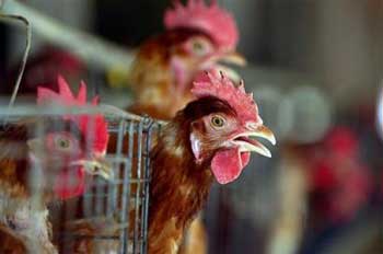 CDC chief: Bird flu could become epidemic
