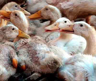 Ducks are seen at a farm in northern Ha Tay province, 20 km (12.4 miles) south of Hanoi, February 23, 2005. [Reuters]