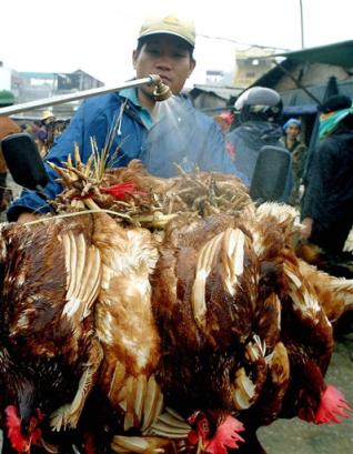 A Vietnamese man transporting chickens has them disinfected at Long Bien market in Hanoi, Vietnam on Friday, Feb. 25, 2005. A new case of bird flu in Vietnam on Friday heightened the sense of urgency for top health and animal experts gathered at a conference in the Southeast Asian nation with the goal of mapping out a long term strategy for fighting the deadly virus. [AP]