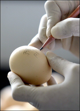 A Thai expert writes reference numbers on an egg for tests at a laboratory in Bangkok. Thailand was mulling whether to embark on a trial of US-manufactured human bird flu vaccine, as health officials said it would take at least two months before a final decision would be made. [AFP/File]