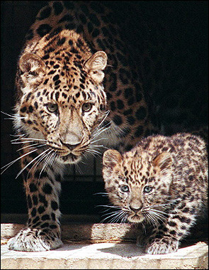 Endangered Big Cats